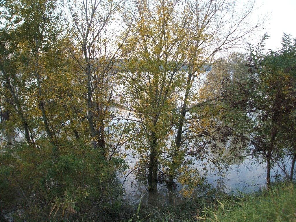 DSCF3196
